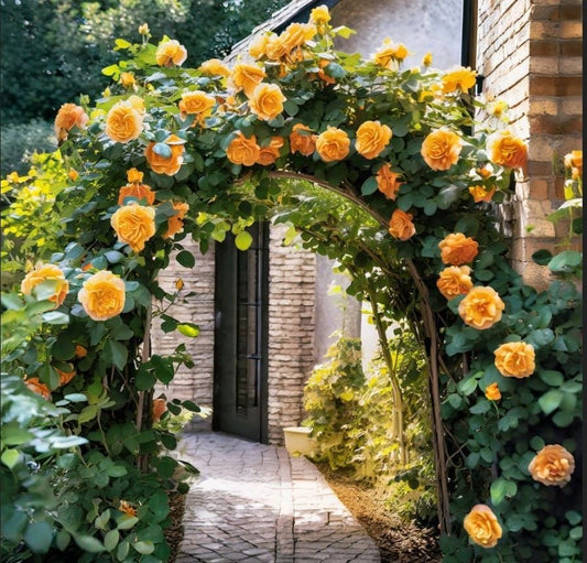 Sarmaşık Gül Fidanı