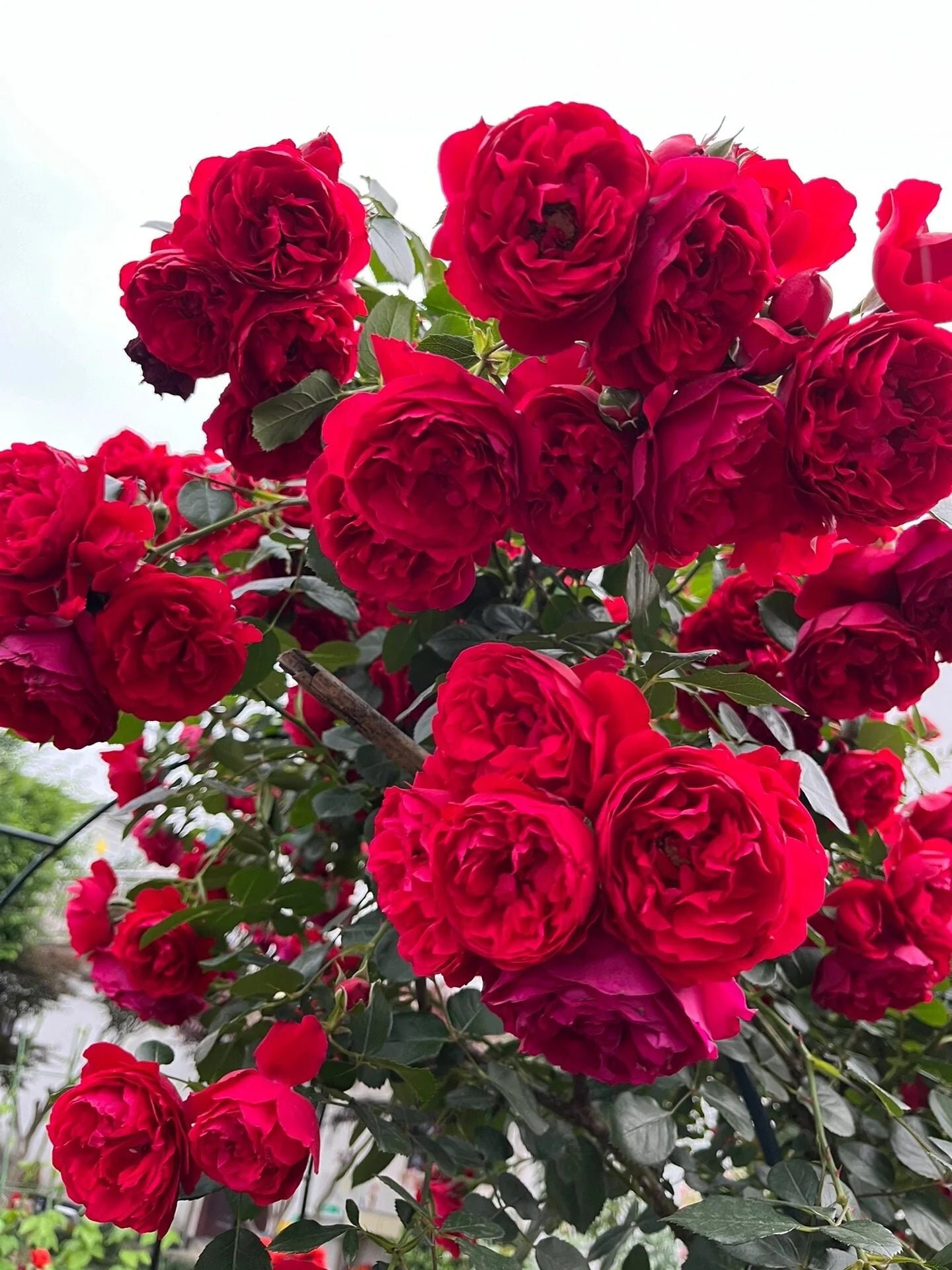 Florentina Gülü Fidanı