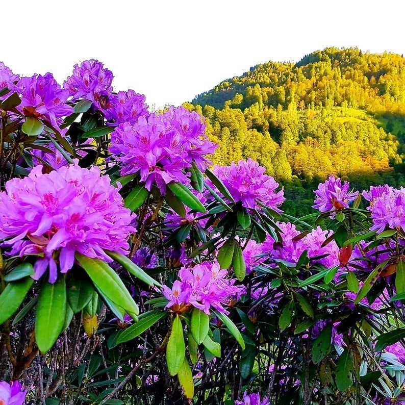 Orman Gülü Fidanı