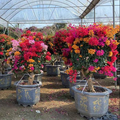 STOKTA SINIRLI FİDANLAR