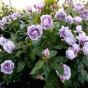 Gül Ağacı Fidanı