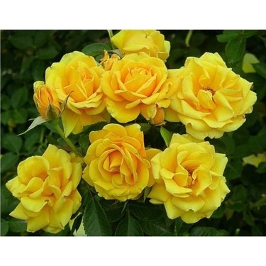 Gül Ağacı Fidanı