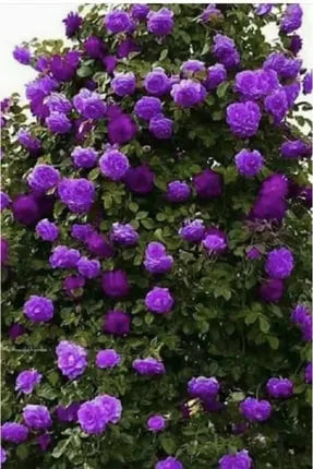 Gül Ağacı Fidanı