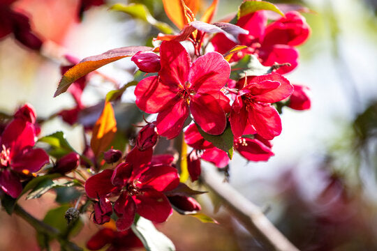 Japon Süs Çiçeği Fidanı