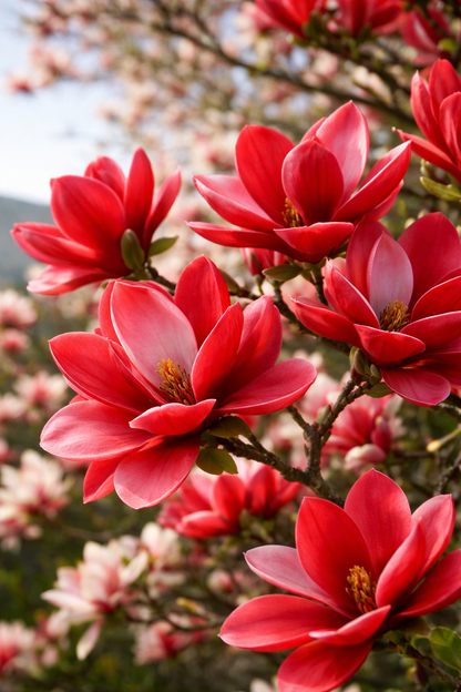 Rosalinda (Manolya) Fidanı