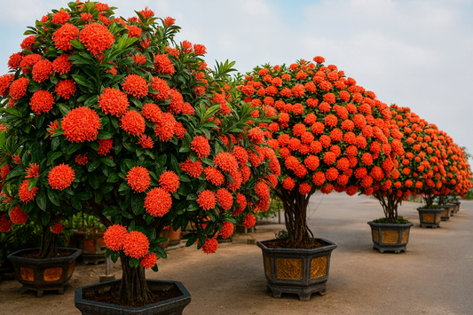 Himalaya Gülü Fidanı