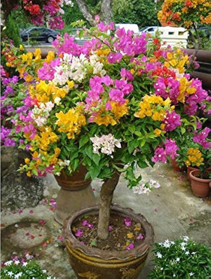 Gökkuşağı Ağacı Fidanı