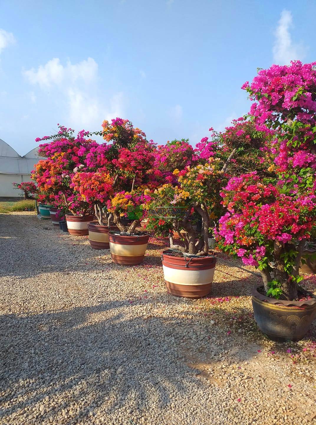 Gökkuşağı Ağacı Fidanı