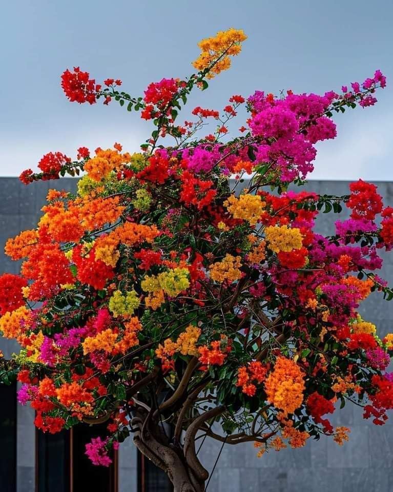 Gökkuşağı Ağacı Fidanı