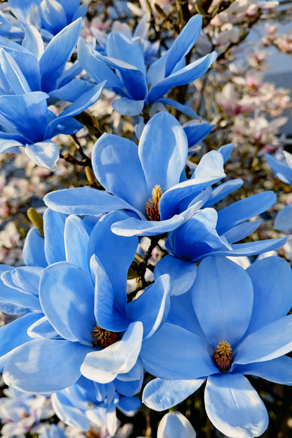 Rosalinda (Manolya) Fidanı