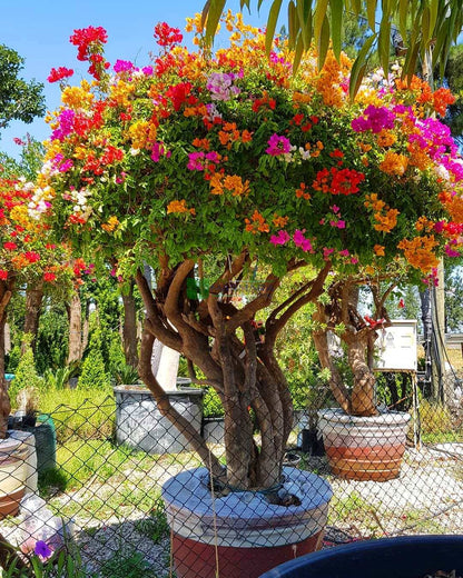 Gökkuşağı Ağacı Fidanı