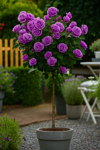 Gül Ağacı Fidanı