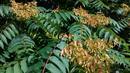 Cennet Ağacı Fidanı