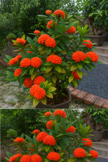 Himalaya Gülü Fidanı