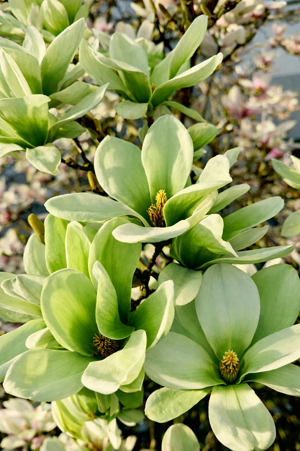 Rosalinda (Manolya) Fidanı