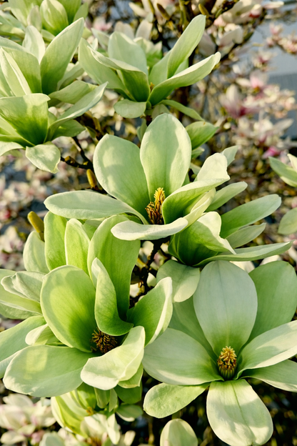 Rosalinda (Manolya) Fidanı