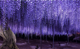 Yıldız Ağacı Fidanı