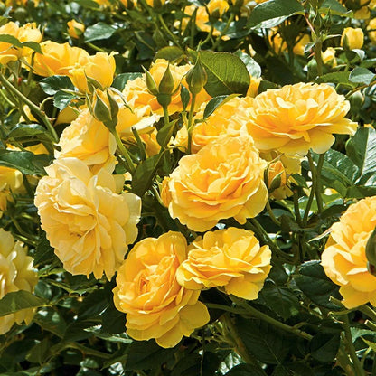 Gül Ağacı Fidanı