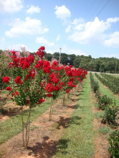 İspanyol Oyası Fidanı