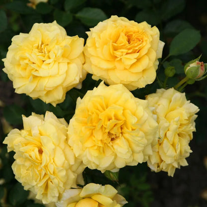 Gül Ağacı Fidanı