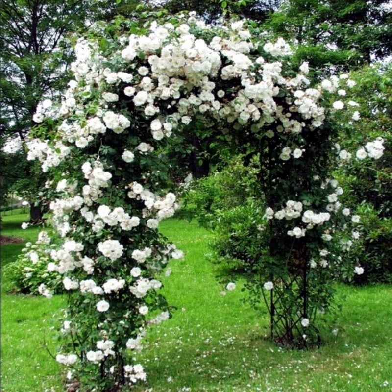 Sarmaşık Gül Fidanı