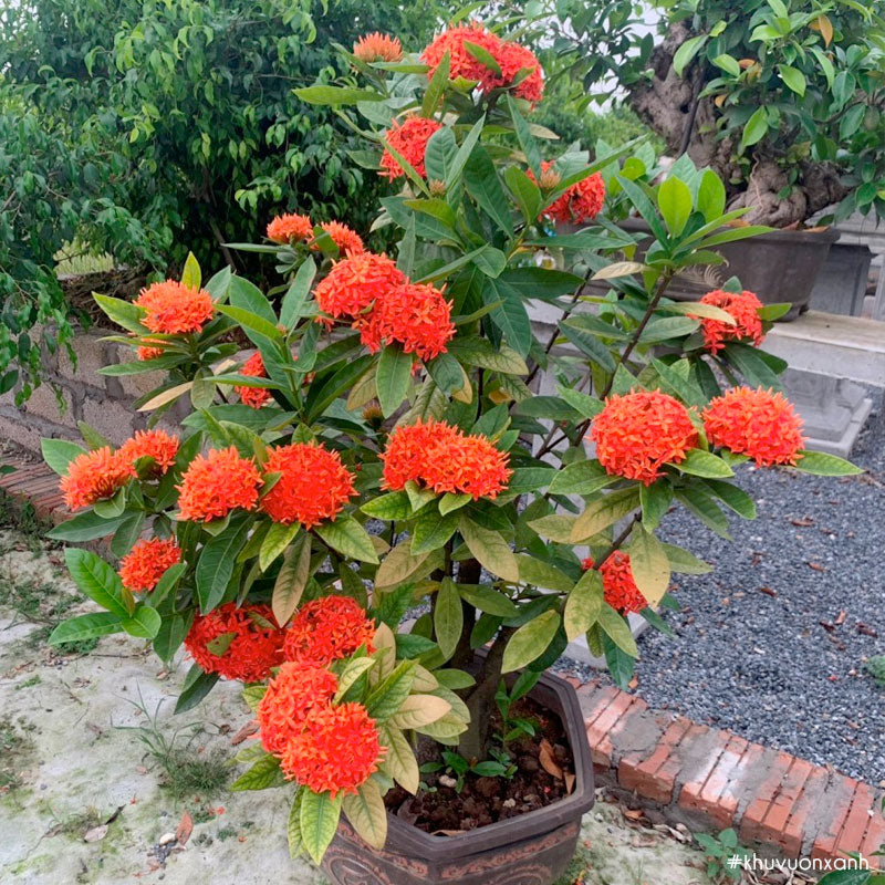 Himalaya Gülü Fidanı