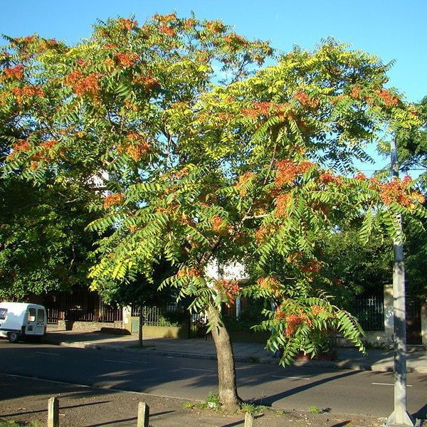 Cennet Ağacı Fidanı