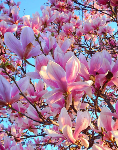 Rosalinda (Manolya) Fidanı