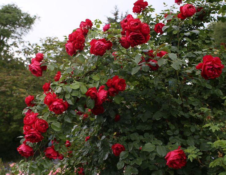 Florentina Gülü Fidanı