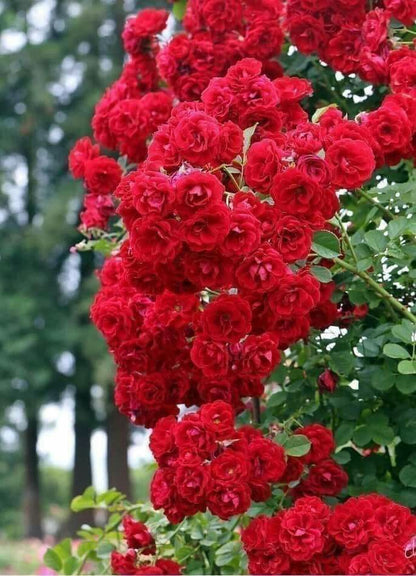 Gül Ağacı Fidanı