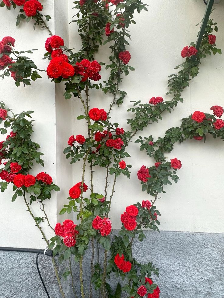 Florentina Gülü Fidanı