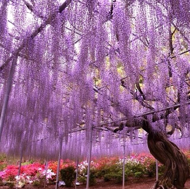 Yıldız Ağacı Fidanı