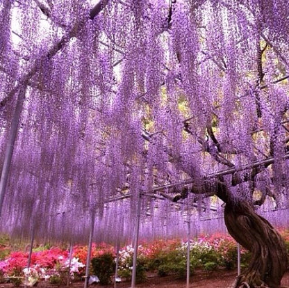 Yıldız Ağacı Fidanı