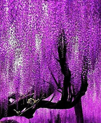 Yıldız Ağacı Fidanı