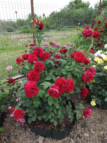 Florentina Gülü Fidanı