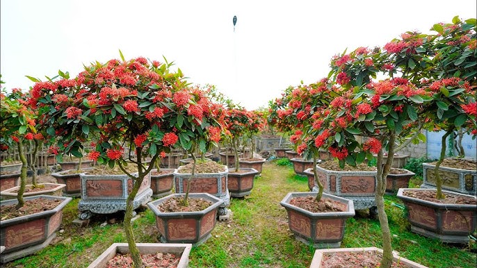 Himalaya Gülü Fidanı