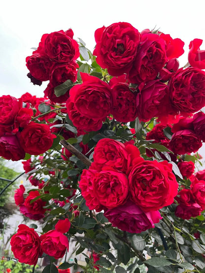 Florentina Gülü Fidanı