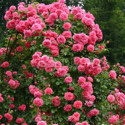 Gül Ağacı Fidanı