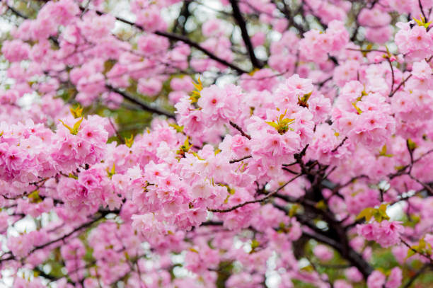Japon Süs Çiçeği Fidanı