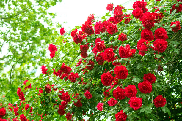 Gül Ağacı Fidanı