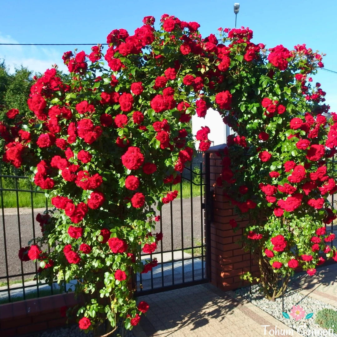Sarmaşık Gül Fidanı